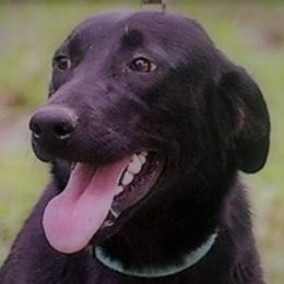 Labrador Retrievers from Hunter’s Moon Labradors