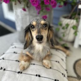 Tulip - Dachshund