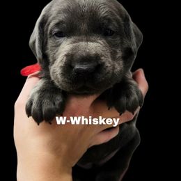 Whiskey - Charcoal female Dilute Retriever puppy in Sidney, Nebraska from Nebraska Strong Labradors