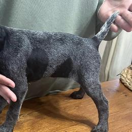 German Shorthaired Pointers from Kylie Farrior