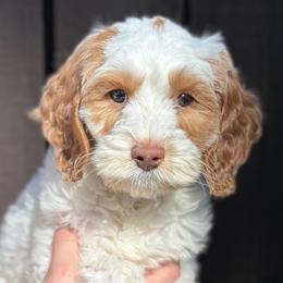 Boy 2 - Cream male Australian Labradoodle puppy in Bend, Oregon from High Desert Labradoodles