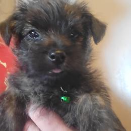 Cairn Terrier Puppies from Elam Acres Cairn Terriers