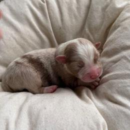 Tiramisu - Red merle male Australian Shepherd puppy in Grants Pass, Oregon from Carmel Mountain Aussies
