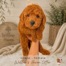 Grace - Red  female Goldendoodle puppy in Atlanta, Georgia from Teddy Puppies