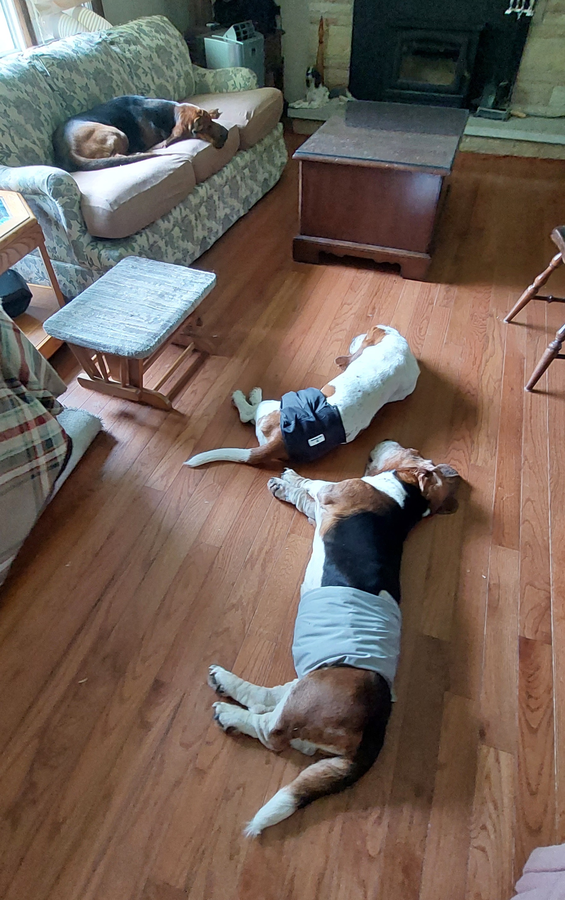 "Weston and Gargamel " Basset Hound Puppies from Out Law Hounds Den
