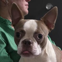 Boston Terriers from Bode’s Bostons