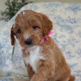 Winnie - Pink - Apricot female Goldendoodle puppy in Ruthorfordton, North Carolina from Duncan Doodles Goldendoodles