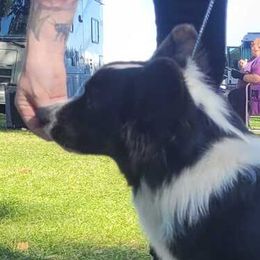 Bon Clay - Cardigan Welsh Corgi