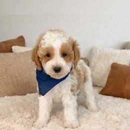 Frost - Parti male Maltipoo puppy in St. George, Utah from Winchester Hills Poodles and Doodles