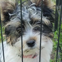 Biewer Terriers and Papillons from Southern Belle's Biewer Terriers & Papillons