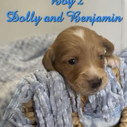 Basset Hound and Dachshund Puppies from V's Southern Angels