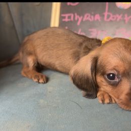 Pumbaa - Wild boar female Dachshund puppy in Livingston, Kentucky from Illyria Dox & GSD