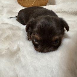 Clarence - Chocolate and tan male Yorkshire Terrier puppy in Hudson, Florida from MCM Acres