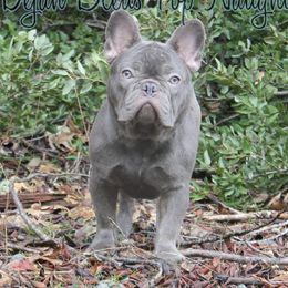 Naughty - French Bulldog