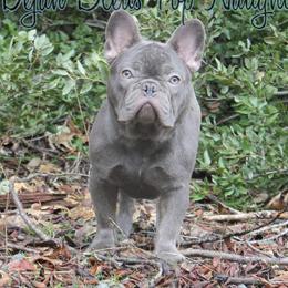 Naughty - French Bulldog
