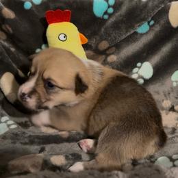 AKC Red - Red male Pembroke Welsh Corgi puppy in Summerfield, Florida from Promise Land Farm