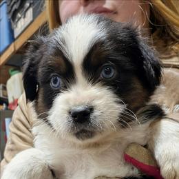 Clark - Black tri-color male Australian Shepherd puppy in Almo, Kentucky from Riley's Paw Pals