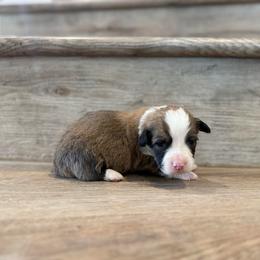 Miracle (Fluffy) - Red male Pembroke Welsh Corgi puppy in Phelan, California from Desert Sunset Pembroke Welsh Corgis