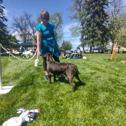 Hanoverian Scenthounds from Skyward Hanovarian Scent Hounds