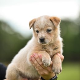 -Girl 3 - Red speckled female Australian Cattle Dog puppy in Kaufman, Texas from Emberwick Ranch