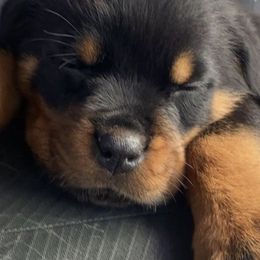 Rottweilers from Von Raven Haus Rottweilers