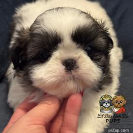 Milo - Sable and white male Shih Tzu puppy in Walkertown, North Carolina from Lil’ Bit’s Shih Tzu