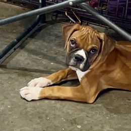 Boxer Puppies from Venician Boxers