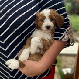 Ember - Red  female Goldendoodle puppy in Orangevale, California from Ugly Dad Doodles