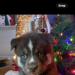 Estella - Brown and white female Siberian Husky puppy in Ravena, New York from Osiris’s Siberians & Pomskies