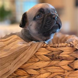 Jack - Fawn male French Bulldog puppy in Hudsonville, Michigan from Willow Farm