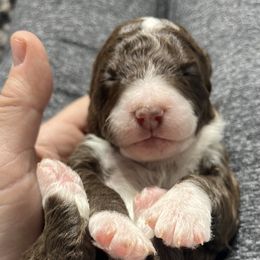 Bernedoodle Puppies from Jeanie’s Doodles