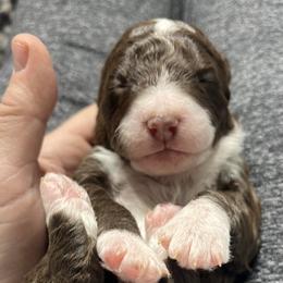 Bernedoodle Puppies from Jeanie’s Doodles