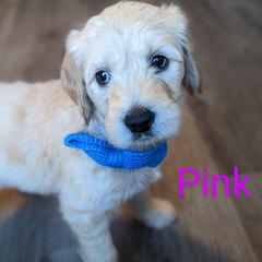 Boy 1 - Cream Goldendoodle puppy in Texas from Hoppi Sensory Doodles