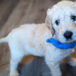 Boy 1 - Cream Goldendoodle puppy in Texas from Hoppi Sensory Doodles