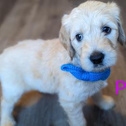 Boy 1 - Cream Goldendoodle puppy in Texas from Hoppi Sensory Doodles