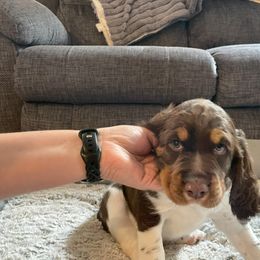 English Springer Spaniel Puppies from Timothy Naylor