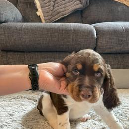 English Springer Spaniel Puppies from Timothy Naylor
