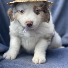 Skeeter - Red merle male Australian Shepherd puppy in Marshall, Virginia from Greywood Farm Aussies