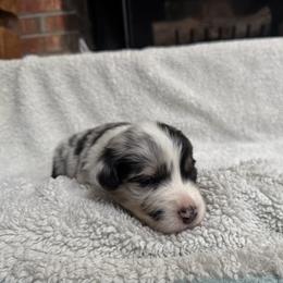 Arrow - Blue merle male Australian Shepherd puppy in Yadkinville, North Carolina from Gold Leaf Farm & Kennels