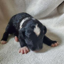 Auggie - Black and white male Sheepadoodle puppy in Bellevue, Iowa from Fluffy Wonders Poms and Doodles