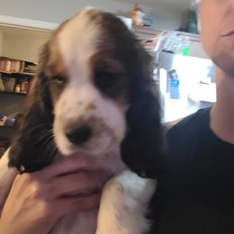 English Springer Spaniel Puppies from Savannah River Springers