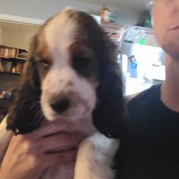 English Springer Spaniel Puppies from Savannah River Springers
