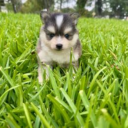 Kobe - Gray and white male Pomsky puppy in La Verne, California from Red Cedar Pomskies