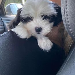 Dachshund, Mal-Shi, and Morkie Puppies from Woodpecker Ridge Pups