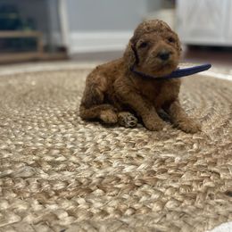 Aussiedoodle, Bernedoodle, and Poodle Puppies from Megan’s Spoiled Standards