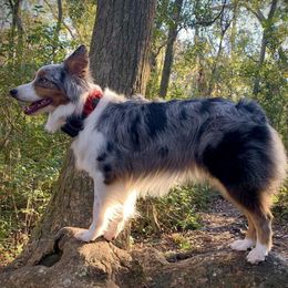 Australian Shepherds from Dreamfinder Australian Shepherds
