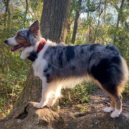 Australian Shepherds from Dreamfinder Australian Shepherds
