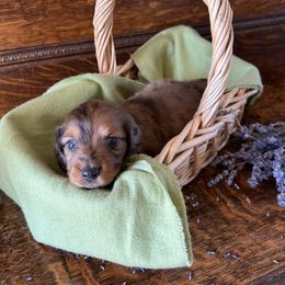 Dachshund Puppies from Brooke Brumley
