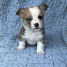 Ripley - Red male Pembroke Welsh Corgi puppy in Hope, Arkansas from Foxy Knoll Farm