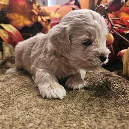 Copper - White male Miniature Schnauzer puppy in Lumberton, Texas from 1 Smart Choice Schnauzers Babies